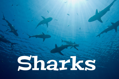 image of sharks with text of SHARKS