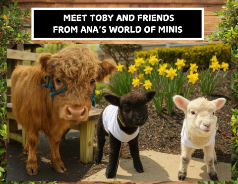 a brown miniature highland cow and a baby black and white lamb
