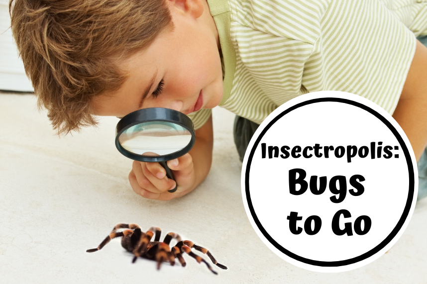 Boy examining a tarantula with a magfying glass